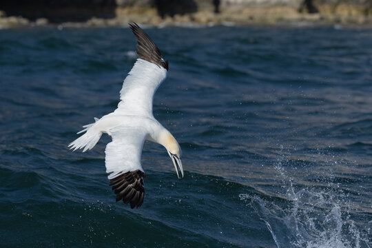 Dramatic portrait of Northern Gannet (Morus bassanus) swooping downwards with open beak over ocean waves, Bempton Cliffs