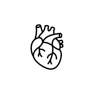 Human heart anatomy line art icon with cardiology clinical illustration cardiovascular physiologic