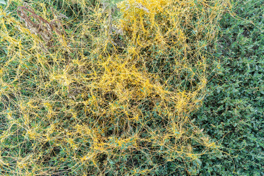 Dodder parasitic plant Cuscuta growing on wild vegetation