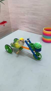 Vibrant yellow parrot riding a small colorful toy tricycle in this motion video footage showing clever pet training activities on a bright white tabletop background