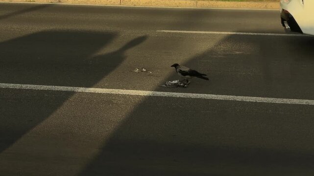 Hooded crow feeding on bird carcass then moving away on sunlit urban road with long diagonal shadows, scattered feathers, asphalt texture, and muted city edge, with crow, hooded, feeding, pecking