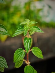 Close-up of a vibrant green plant with textured leaves and a fuzzy stem against a blurred background © Moynul
