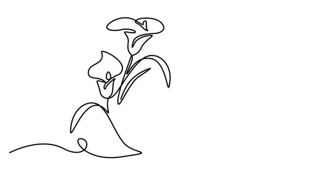 Animated self drawing of one continuous line draw beauty fresh arum lily for garden logo. Printable decorative zantedeschia flower concept for home wall decor poster. 4K video