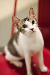 Healthy domestic cat indoors for veterinary and pet healthcare concepts © Parizad D