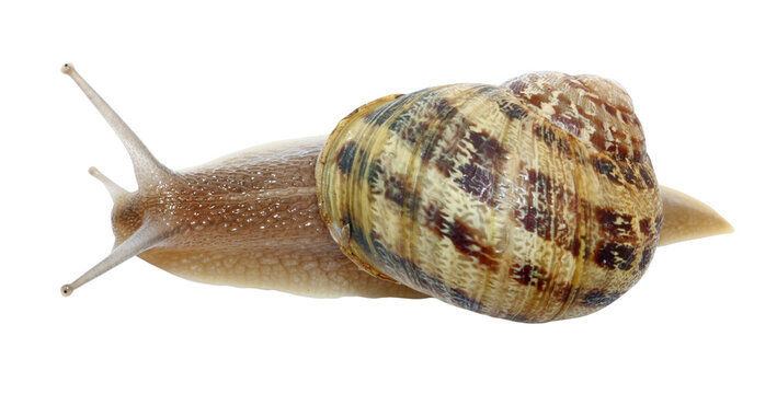 Escargot petit gris vue de dessus	
