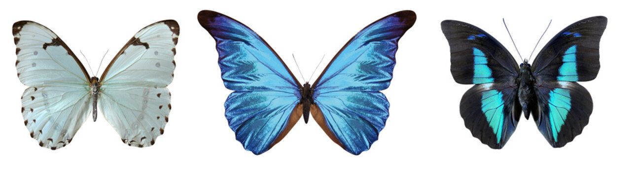 Papillon Morpho bleu