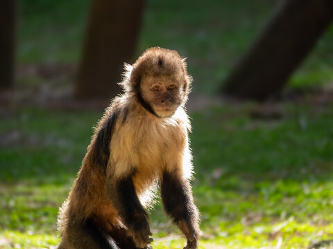 Majestic Primates in Habitat: Gorillas and Chimpanzees