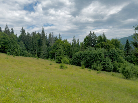 Beautiful pine forest with a field in the foreground in the summer