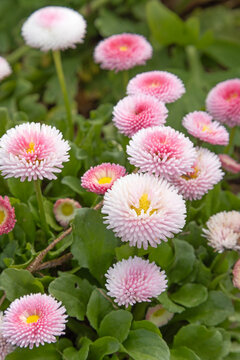 P&acirc;querette bellis perennis	