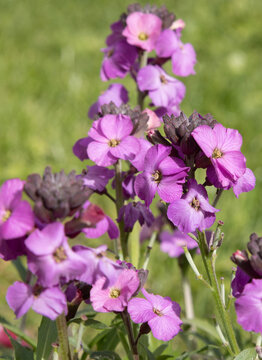 Gros plan de fleurs de Matthiola violette	