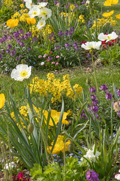 Massif de fleurs printani&egrave;res, tulipe, pavot de Californie, viola cornuta et girofl&eacute;e