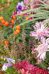 Obraz premium Fleurs d'automne, chrysanthème, cyclamen, bruyère, viola cornuta, solanum pseudocapsicum et carex 