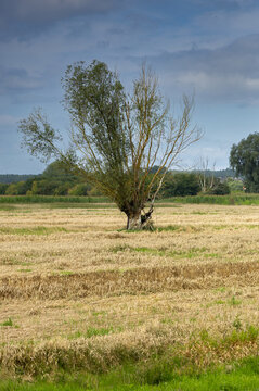 A solitary old tree in the middle of a field. Żuławy, Poland.