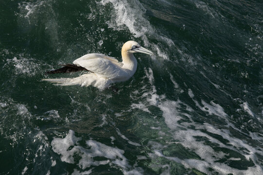 Northern Gannet (Morus bassanus) Floating on Ocean Wave off Bempton Cliffs