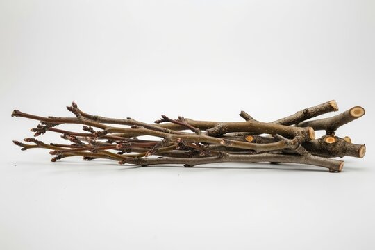 A bundle of bare tree branches isolated on white background