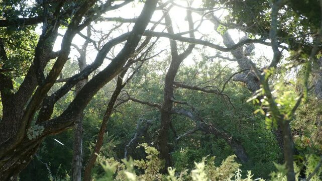 Texas woods in the early morning light, calm and peaceful environment