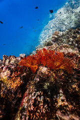 Vibrant red orange sea fan coral growing on an underwater rock cliff wall. © PIPE DIVE UNDERWATER