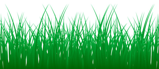 Fototapeta premium Green grass realistic image