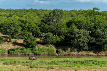 Naklejka premium Hippopotamus (hippo) hanging around in Kruger National Park in South Africa