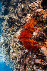 Vibrant red orange sea fan coral growing on an underwater rock cliff wall. © PIPE DIVE UNDERWATER
