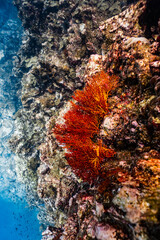 Vibrant red orange sea fan coral growing on an underwater rock cliff wall. © PIPE DIVE UNDERWATER