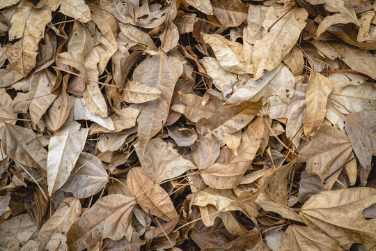 Close-up of dry fallen leaves covering the ground, creating a dense natural pattern with layered shapes and earthy brown tones.