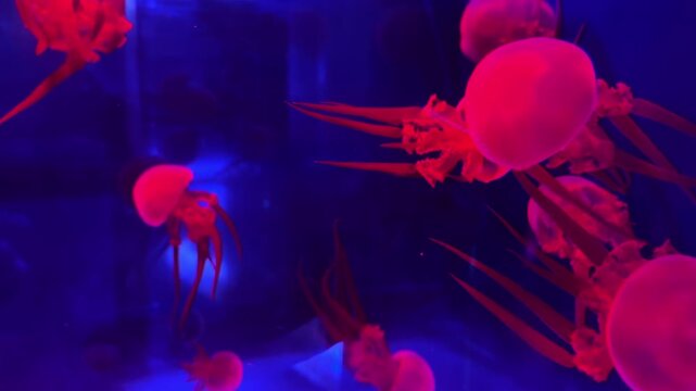 Pink jellyfish swimming through dark blue water in an aquarium display, creating a serene and surreal atmosphere with floating motion in a vibrant underwater marine environment. Zoom