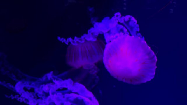 A glowing jellyfish floating through dark deep ocean water, displaying graceful undulating movement and bioluminescent pink patterns that evoke tranquility in marine nature. Zoom