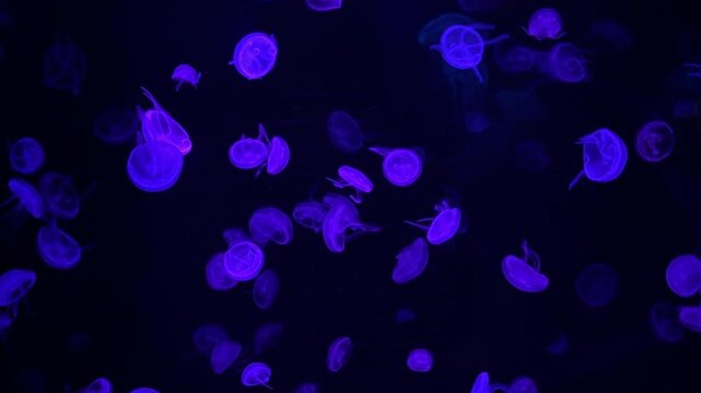 Bioluminescent jellyfish swarm through deep dark ocean water, drifting in a serene rhythmic dance to create a hypnotic and calming underwater aquatic atmosphere in nature. Zoom