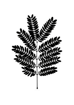 Black silhouette of leucaena leaf isolated on white background, botanical vector element