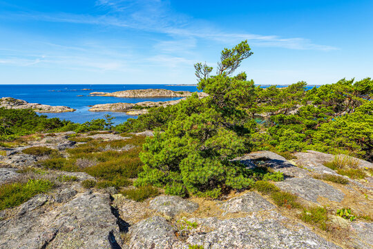 Felsen und B&auml;ume an der K&uuml;ste der Insel Ross&ouml; nahe Str&ouml;mstad, Schweden