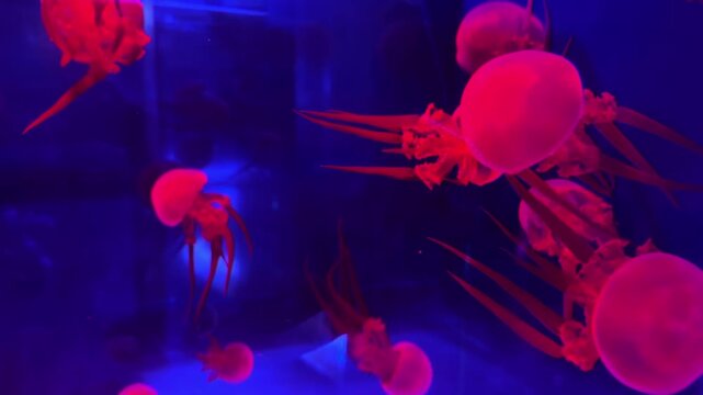 Vibrant jellyfish swimming in a dark blue aquarium, creating a mesmerizing underwater scene that symbolizes tranquil movement, natural wonder, and elegant oceanic aquatic life forms