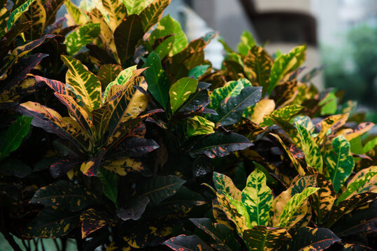 Vibrant garden croton plant leaves with colorful yellow, green, and dark red patterns