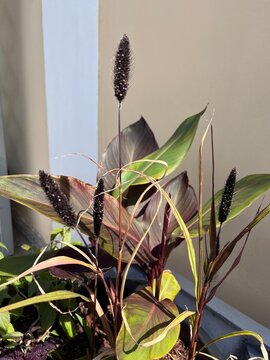 Blooming cat-tail millet or Pennisetum glaucum Purple Baron with soft dark fluffy spikelets.Ornamental grass with rich purple foliage.Balcony flowers.Majesty Millet,millet grass or pearl millet