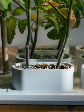 Tomatoes growing in home garden device 