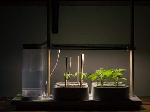 Indoor Plant Growth System With Water and Light Setup for Seedlings