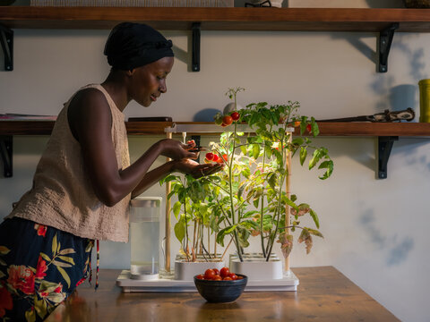 Woman Picks Tomatoes From Indoor Garden on Wooden Table