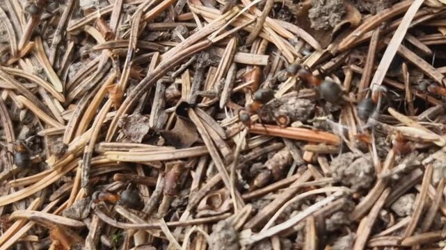 Red Wood Ant Colony Crawling Through Pine Needles in Switzerland