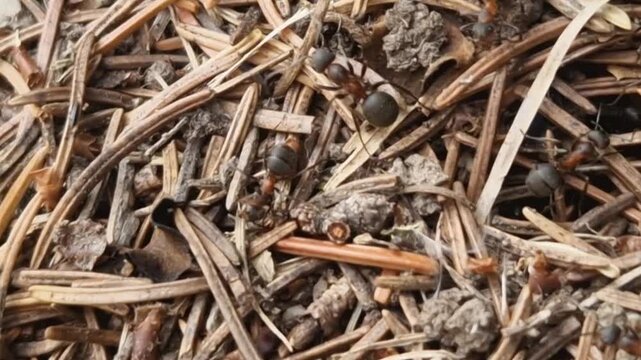 Close Up of Red Wood Ants on a Forest Anthill in Switzerland