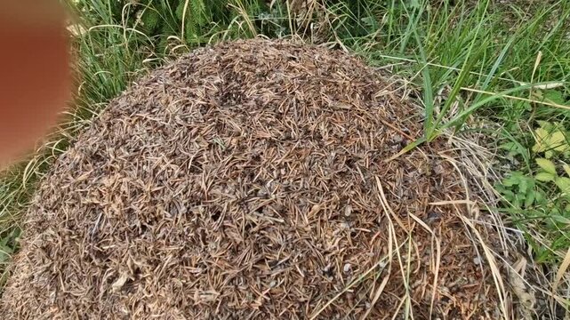 Large Red Wood Ant Anthill in a Swiss Alpine Forest