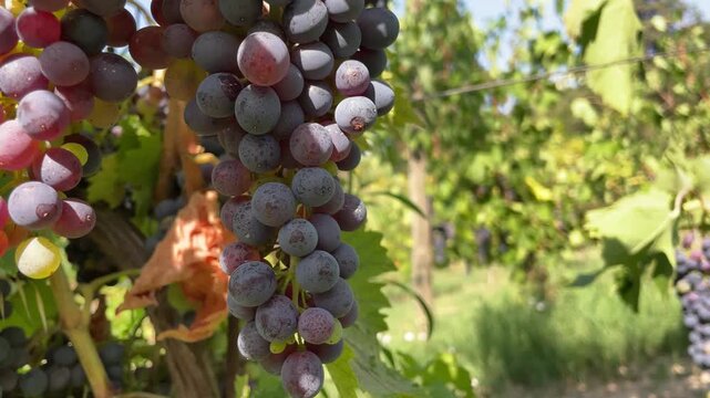 Slow motion of ripe red grape clusters hanging among vineyard leaves during summer harvest season for organic wine making. themes of fresh organic fruits