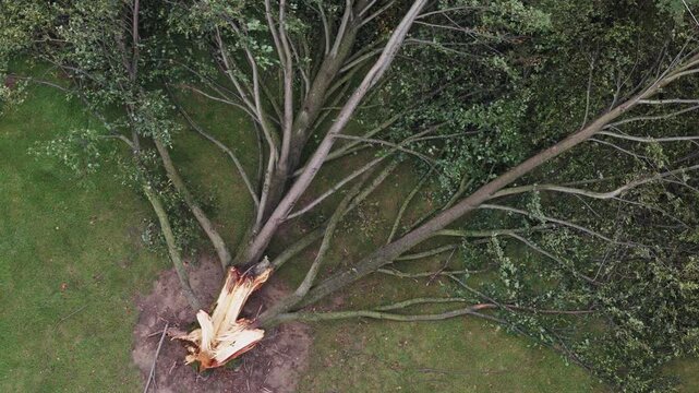 Drone aerial above fallen tree alongside road after big wind lightning rainfall storm in Columbus, Ohio in 2026 as falling branches from thunder strike splits tree-trunk trunk and falling on ground 4k