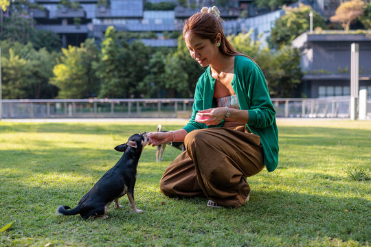 Woman feeding Chihuahua dog on grassy lawn at urban park