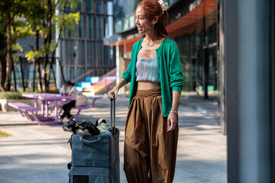 Smiling woman travels with two Chihuahua dogs in a suitcase.