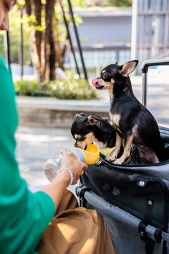 Owner gives water to chihuahuas in outdoor pet carrier.