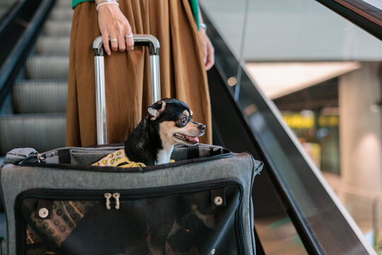 Chihuahua rides escalator in carrier with owner.