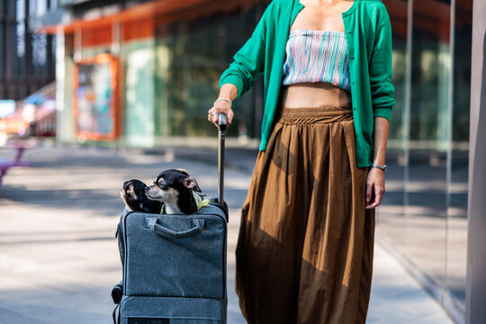 Woman pulls luggage, two Chihuahuas riding in pet carrier.
