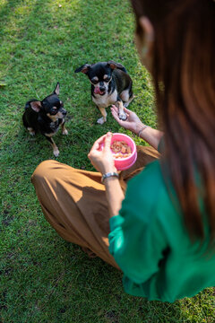 Woman feeding two Chihuahuas, one pawing for treats.