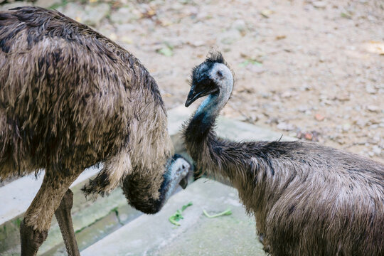 Two emu bird (Dromaius novaehollandiae) in park.