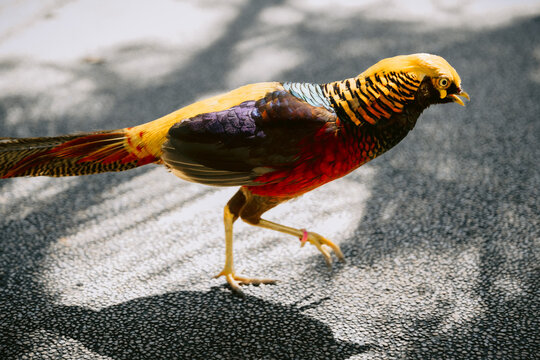Pheasant bird or Chrysolophus pictus in the park